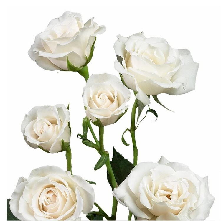 Spray Rose Color